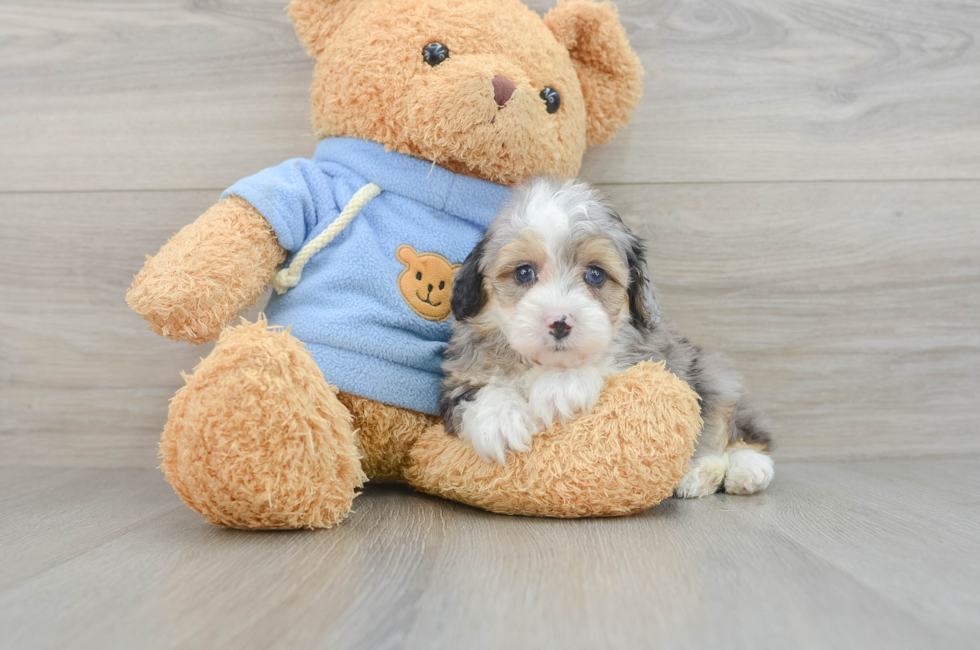 7 week old Mini Aussiedoodle Puppy For Sale - Florida Fur Babies