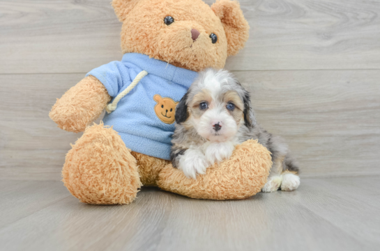 Petite Mini Aussiedoodle Poodle Mix Pup