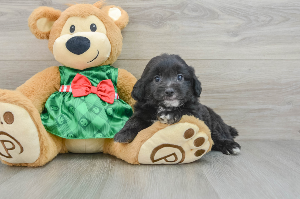 6 week old Mini Aussiedoodle Puppy For Sale - Florida Fur Babies