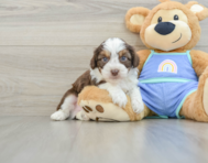 8 week old Mini Aussiedoodle Puppy For Sale - Florida Fur Babies