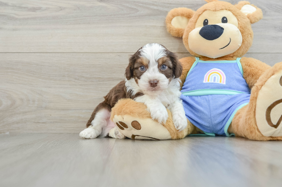 6 week old Mini Aussiedoodle Puppy For Sale - Florida Fur Babies