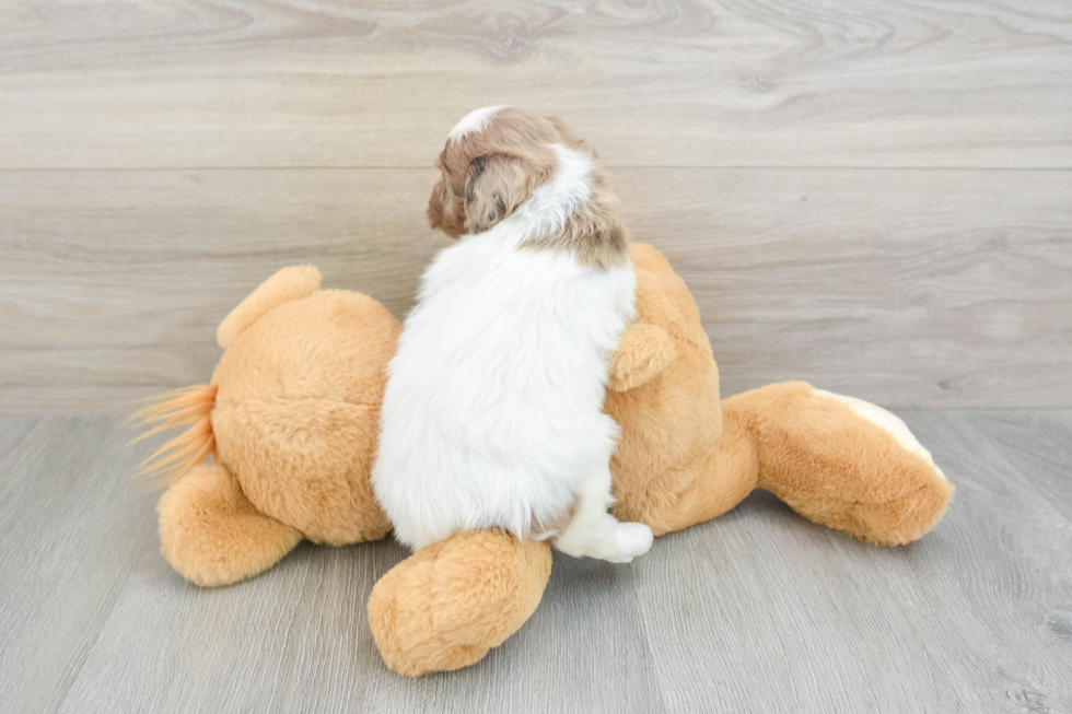 Mini Aussiedoodle Puppy for Adoption