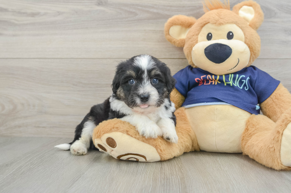 5 week old Mini Aussiedoodle Puppy For Sale - Florida Fur Babies