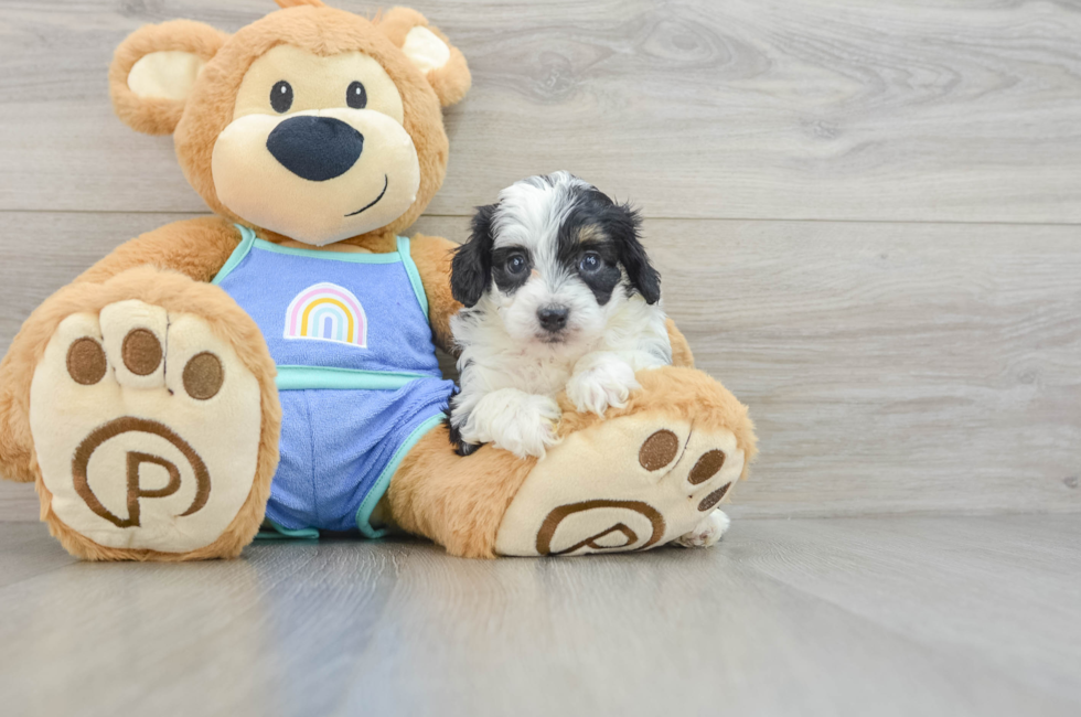 6 week old Mini Aussiedoodle Puppy For Sale - Florida Fur Babies