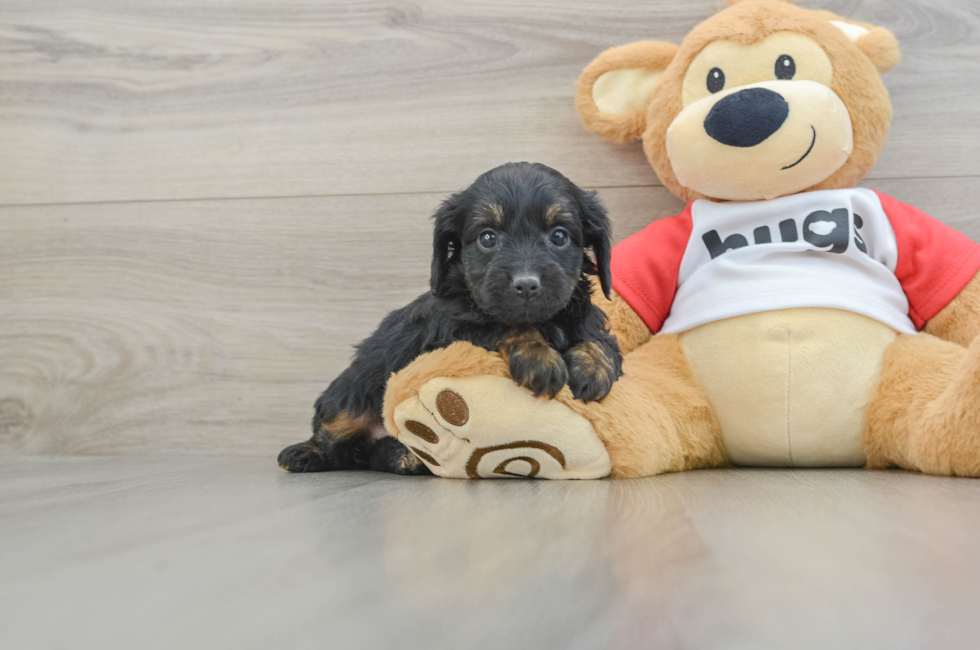 6 week old Mini Aussiedoodle Puppy For Sale - Florida Fur Babies