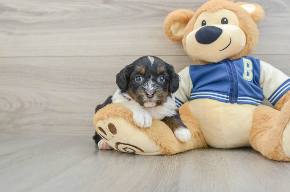 5 week old Mini Aussiedoodle Puppy For Sale - Florida Fur Babies