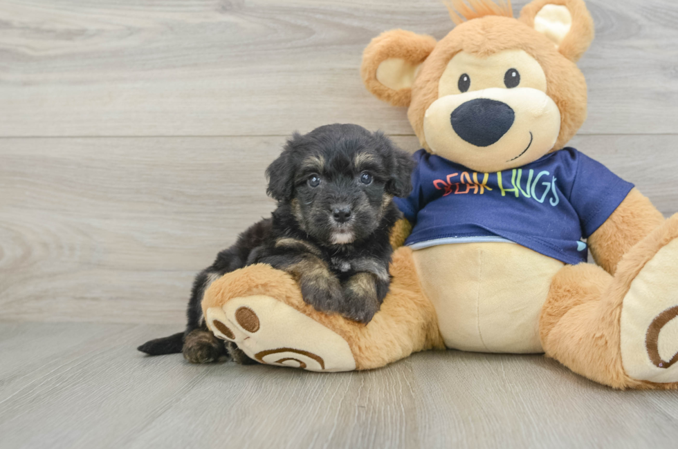 5 week old Mini Aussiedoodle Puppy For Sale - Florida Fur Babies