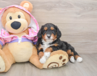 6 week old Mini Aussiedoodle Puppy For Sale - Florida Fur Babies