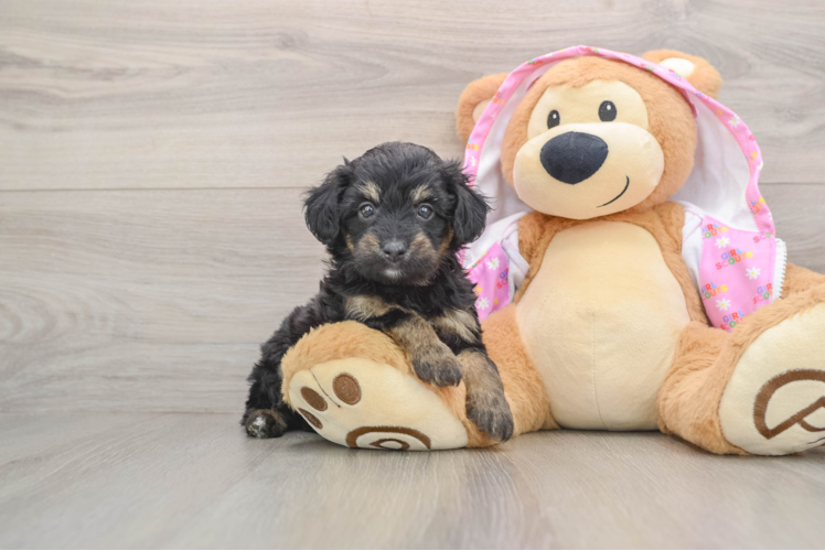 Mini Aussiedoodle Pup Being Cute