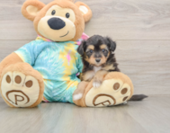 7 week old Mini Aussiedoodle Puppy For Sale - Florida Fur Babies