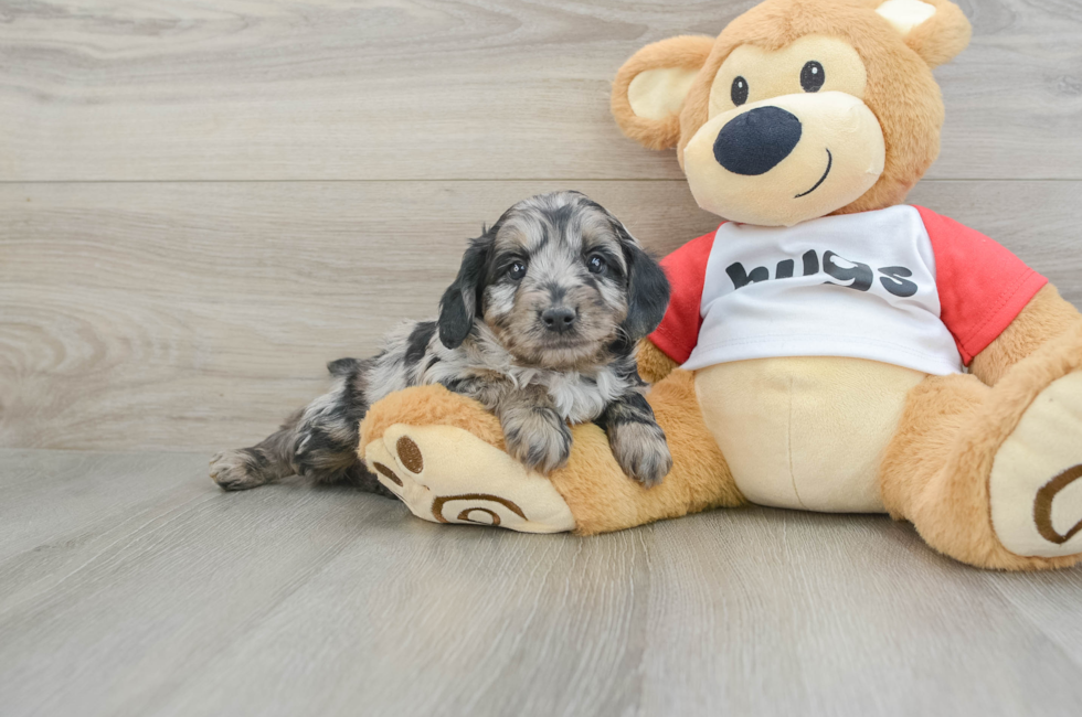 6 week old Mini Aussiedoodle Puppy For Sale - Florida Fur Babies