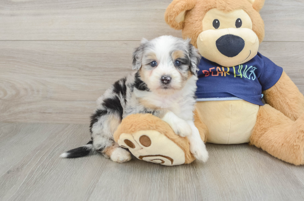 5 week old Mini Aussiedoodle Puppy For Sale - Florida Fur Babies