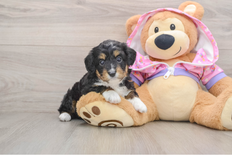 Energetic Aussie Poo Poodle Mix Puppy