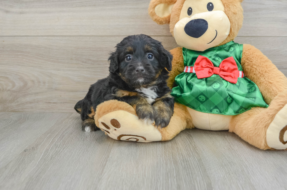 6 week old Mini Aussiedoodle Puppy For Sale - Florida Fur Babies