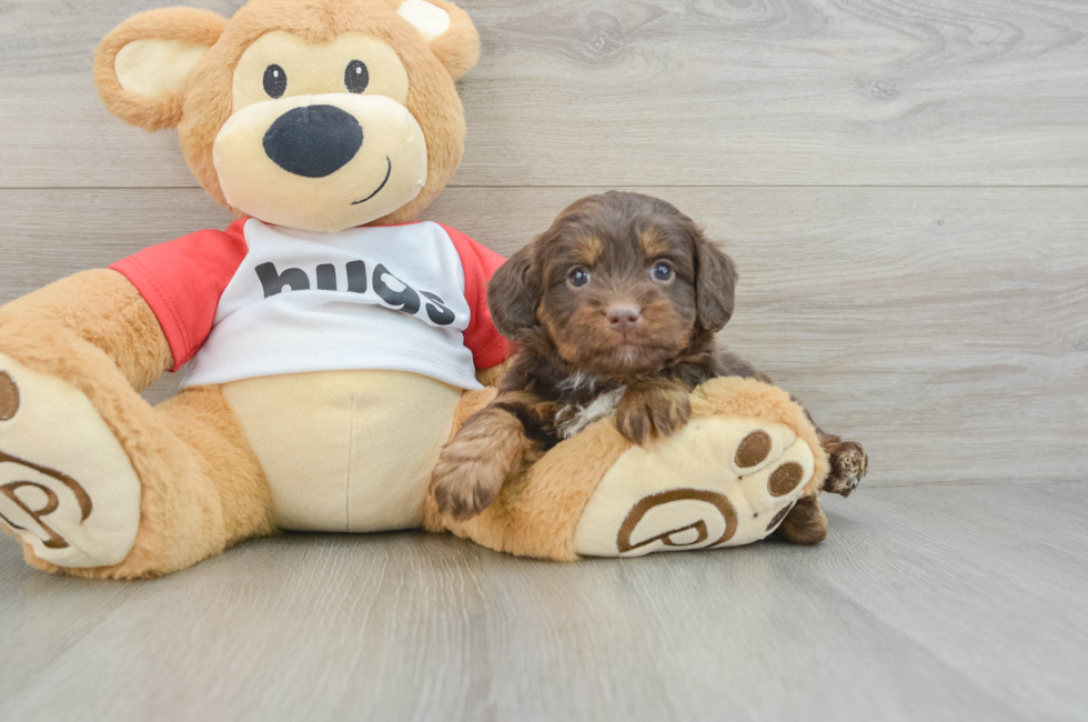 6 week old Mini Aussiedoodle Puppy For Sale - Florida Fur Babies