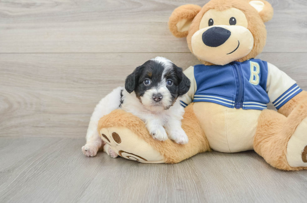 5 week old Mini Aussiedoodle Puppy For Sale - Florida Fur Babies