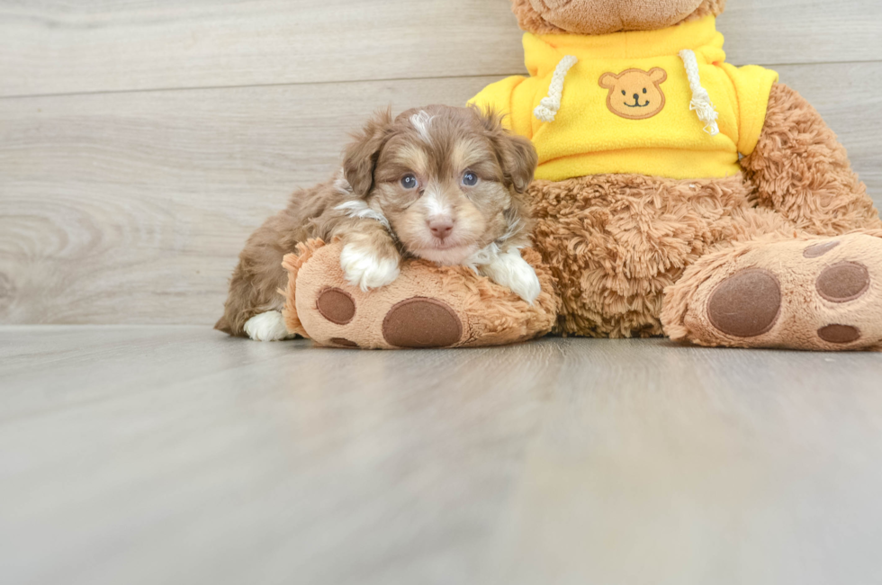 5 week old Mini Aussiedoodle Puppy For Sale - Florida Fur Babies