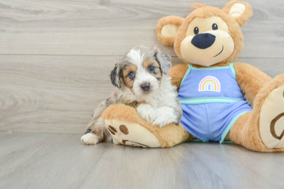 Mini Aussiedoodle Pup Being Cute