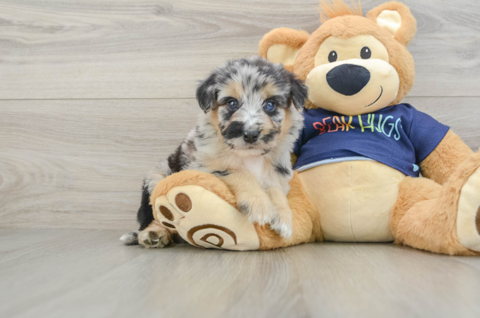 5 week old Mini Aussiedoodle Puppy For Sale - Florida Fur Babies
