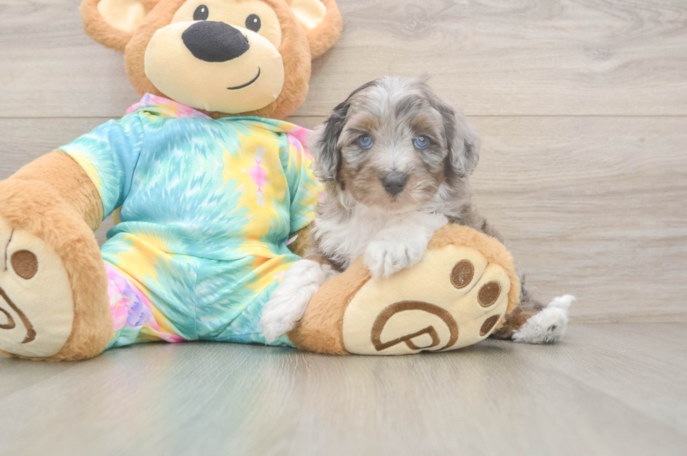 6 week old Mini Aussiedoodle Puppy For Sale - Florida Fur Babies