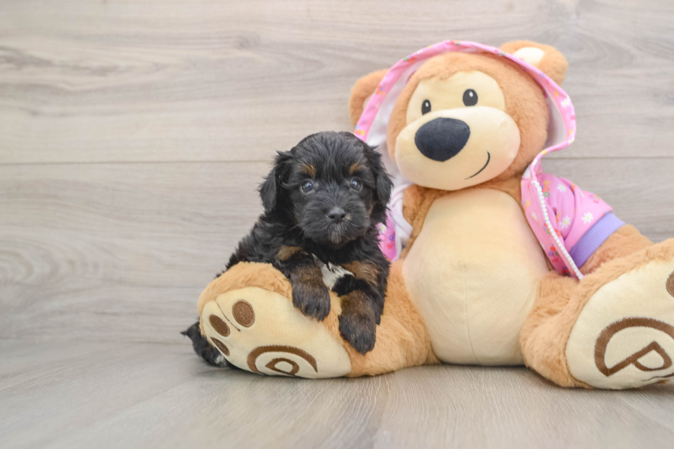 Happy Mini Aussiedoodle Baby