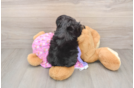 Friendly Mini Aussiedoodle Baby