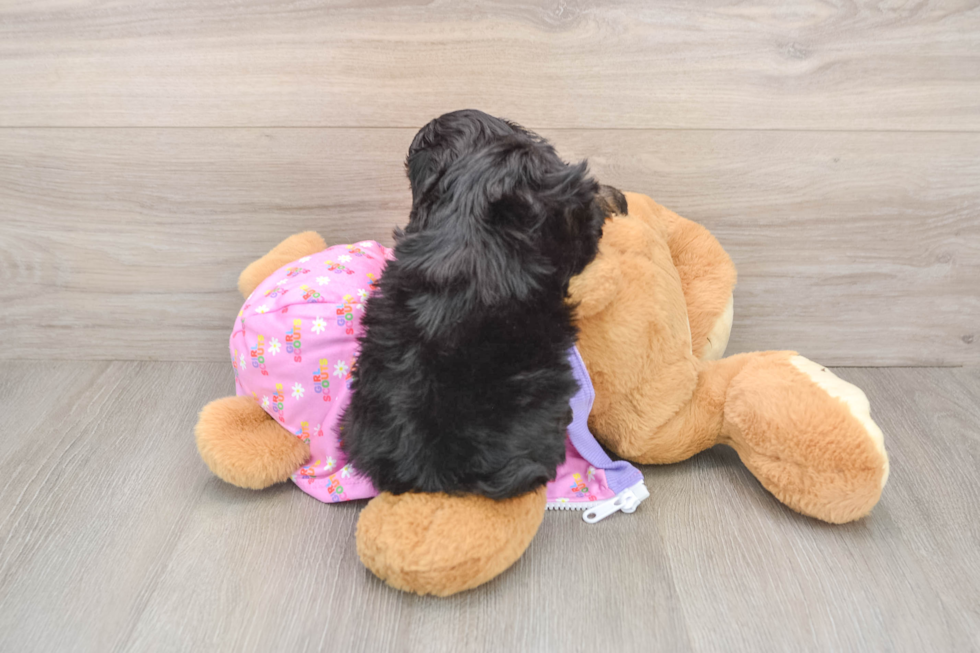 Friendly Mini Aussiedoodle Baby