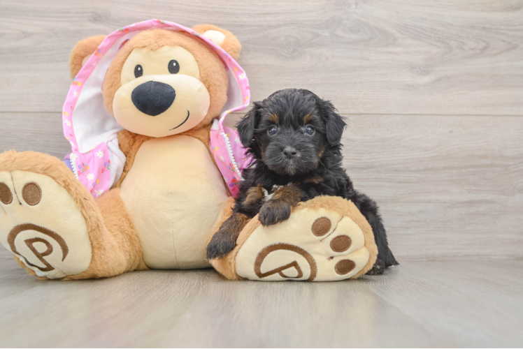 Mini Aussiedoodle Puppy for Adoption