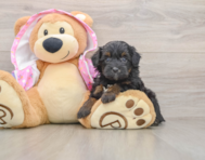 9 week old Mini Aussiedoodle Puppy For Sale - Florida Fur Babies