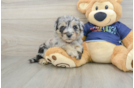 Small Mini Aussiedoodle Baby