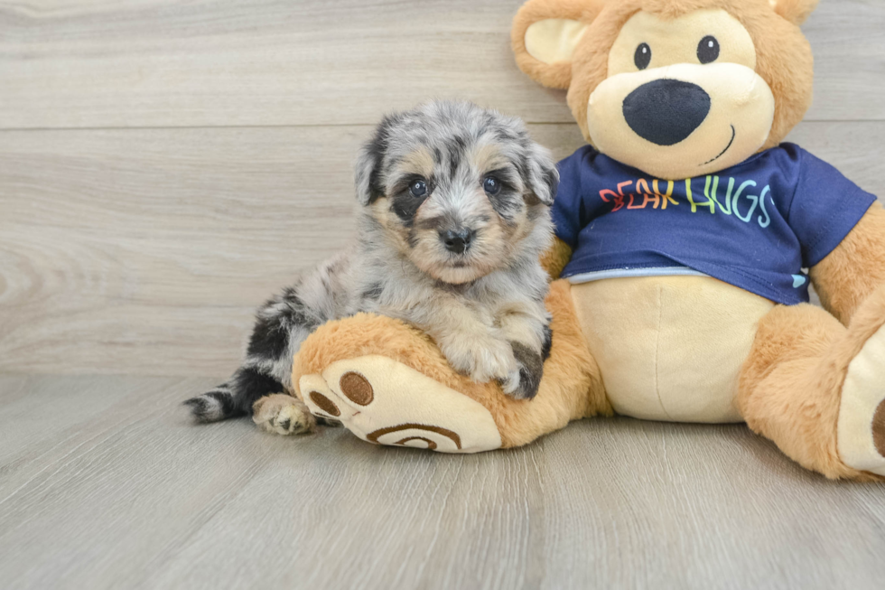 Small Mini Aussiedoodle Baby