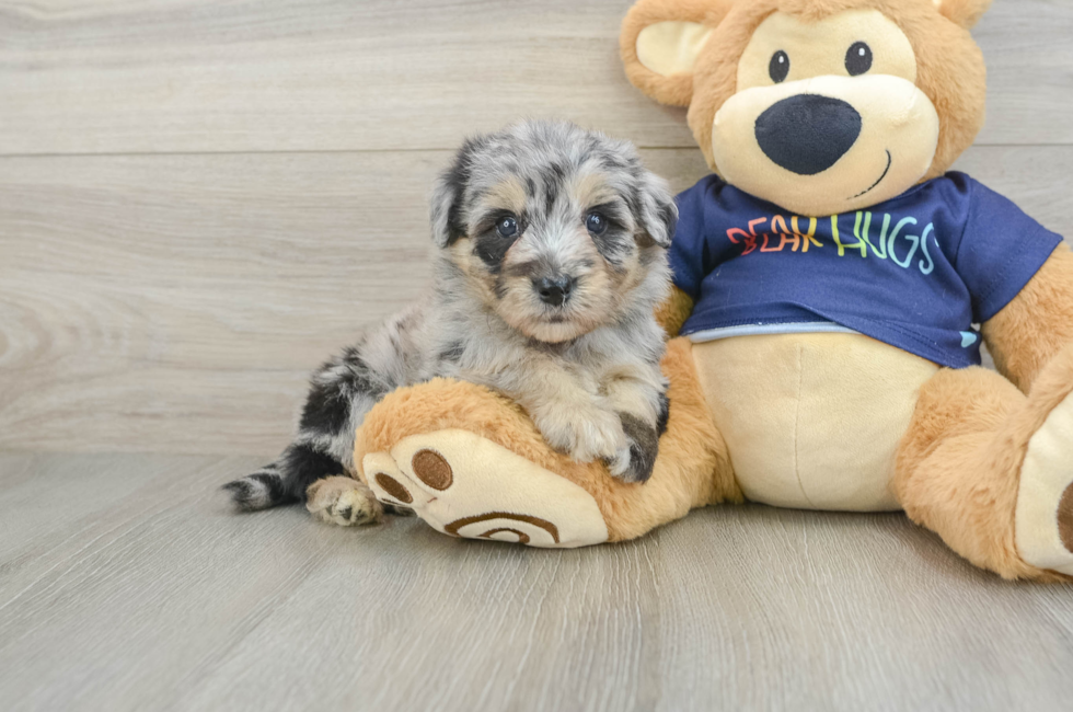 5 week old Mini Aussiedoodle Puppy For Sale - Florida Fur Babies