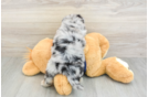 Funny Mini Aussiedoodle Poodle Mix Pup
