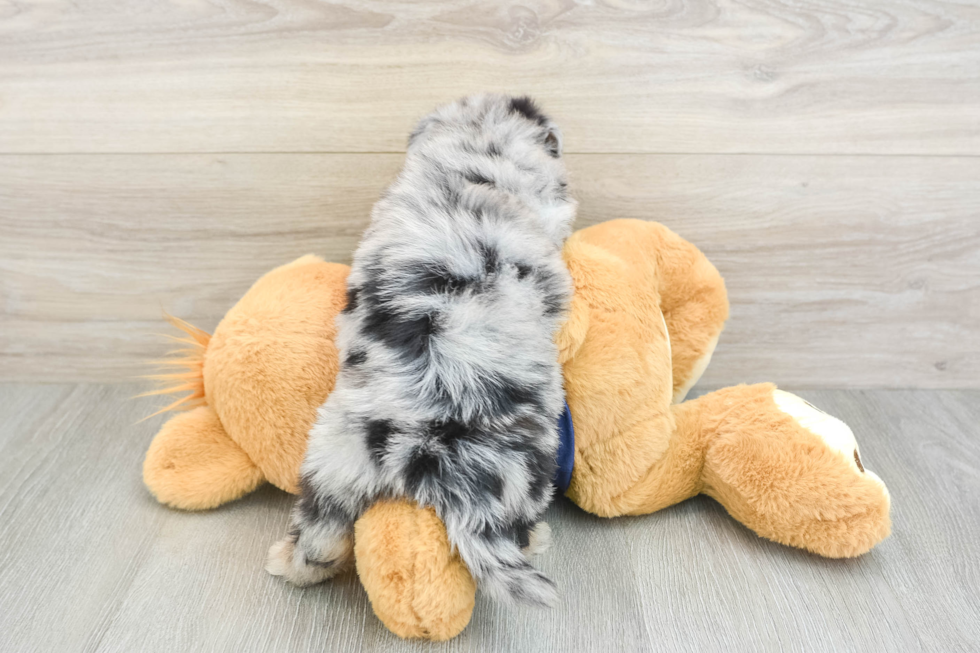 Funny Mini Aussiedoodle Poodle Mix Pup