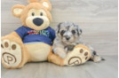 Mini Aussiedoodle Pup Being Cute