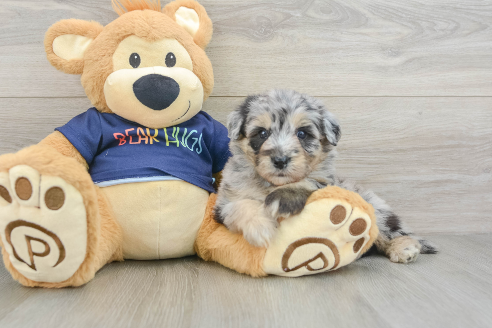 Mini Aussiedoodle Pup Being Cute
