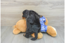 Playful Mini Bernesepoo Poodle Mix Puppy