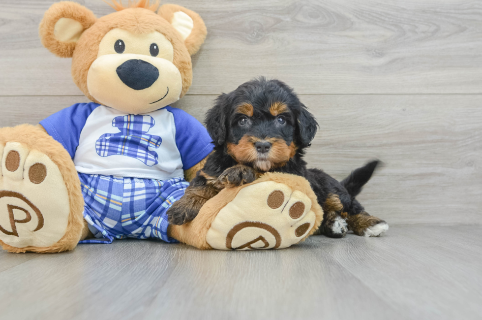 5 week old Mini Bernedoodle Puppy For Sale - Florida Fur Babies