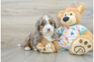 Adorable Mini Bernesedoodle Poodle Mix Puppy