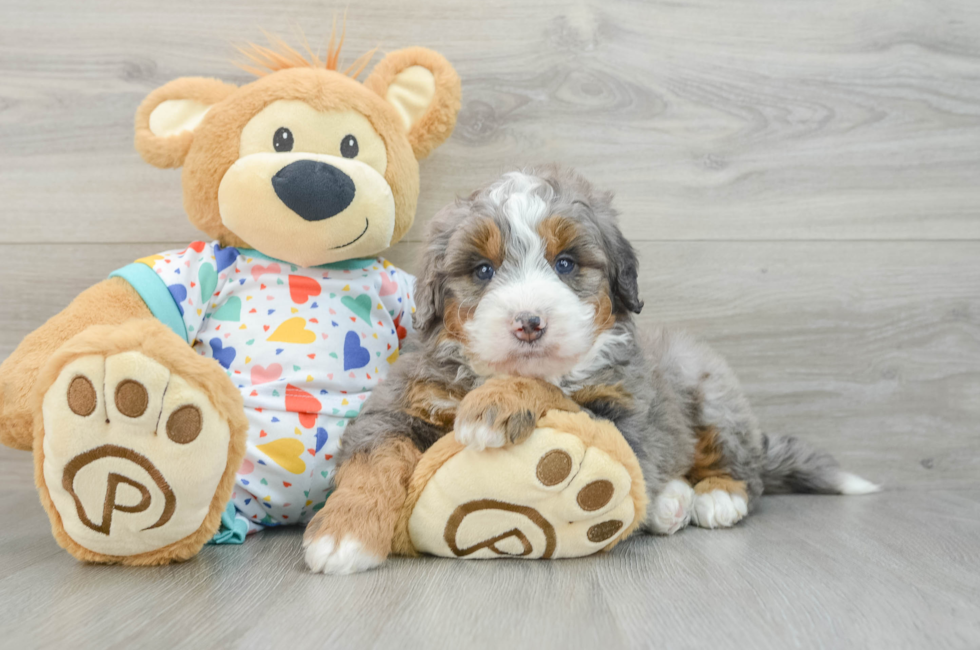 6 week old Mini Bernedoodle Puppy For Sale - Florida Fur Babies