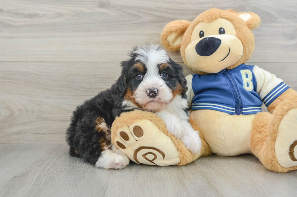 5 week old Mini Bernedoodle Puppy For Sale - Florida Fur Babies