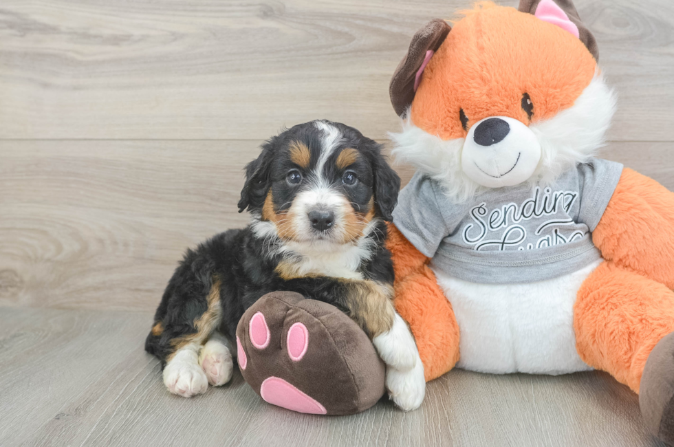 5 week old Mini Bernedoodle Puppy For Sale - Florida Fur Babies