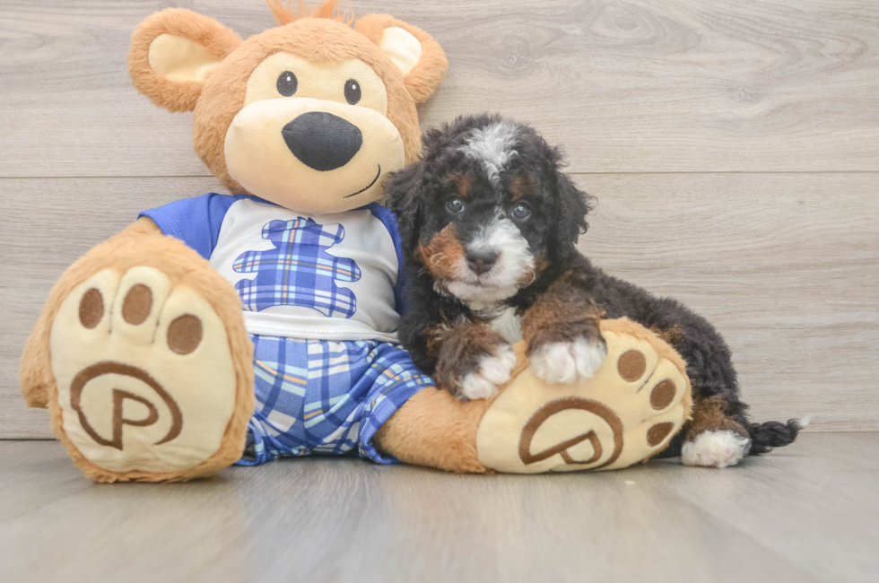 6 week old Mini Bernedoodle Puppy For Sale - Florida Fur Babies