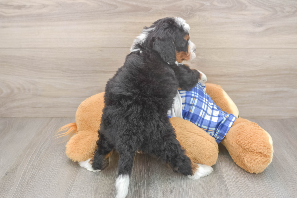 Energetic Mini Bernesedoodle Poodle Mix Puppy