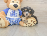 5 week old Mini Bernedoodle Puppy For Sale - Florida Fur Babies