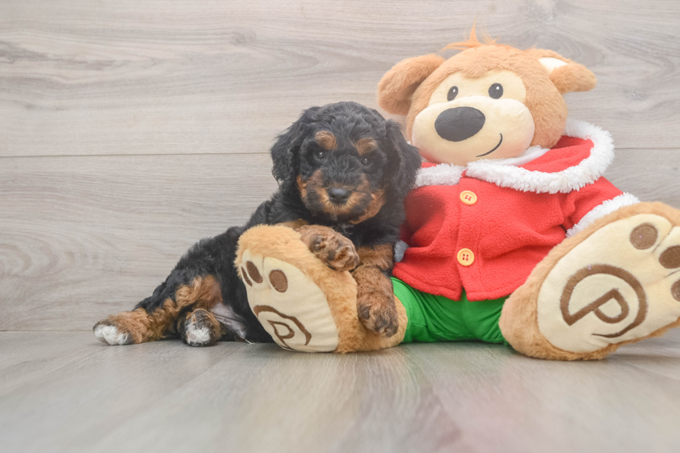 Mini Bernedoodle Puppy for Adoption