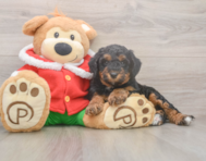 6 week old Mini Bernedoodle Puppy For Sale - Florida Fur Babies