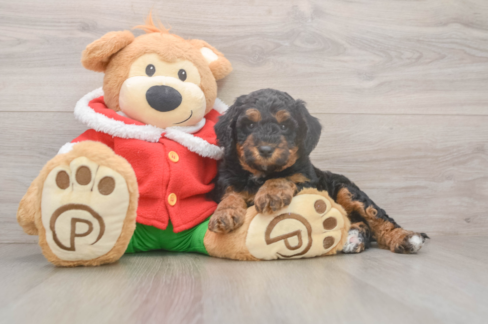 6 week old Mini Bernedoodle Puppy For Sale - Florida Fur Babies