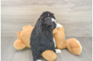 Mini Bernedoodle Pup Being Cute