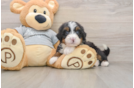 Small Mini Bernedoodle Baby